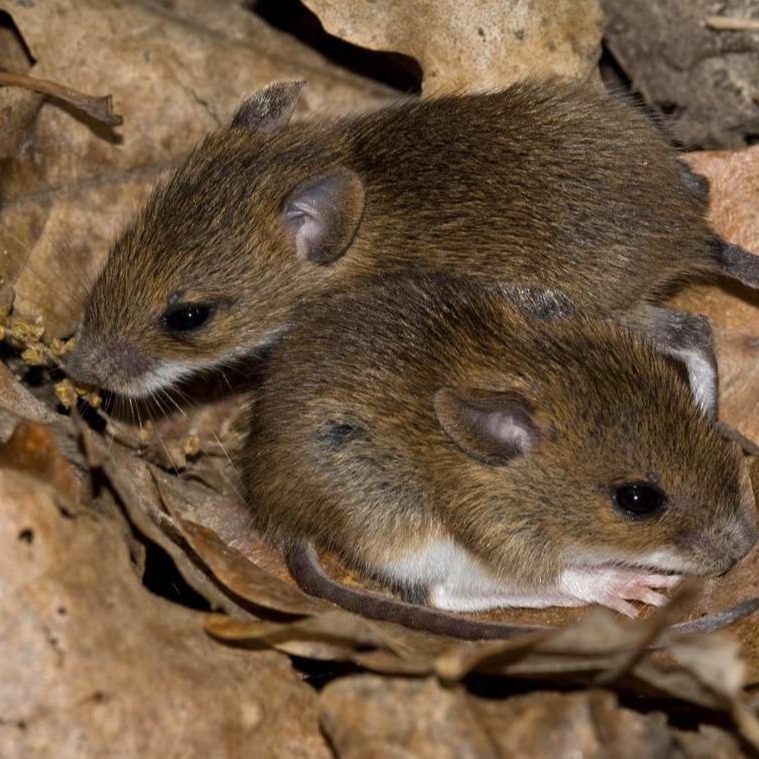 Уничтожения мышей в частном доме в Батайске?