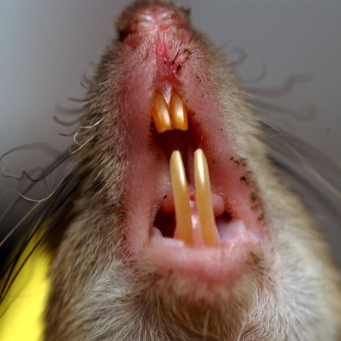 Дератизация крыс в Батайске?